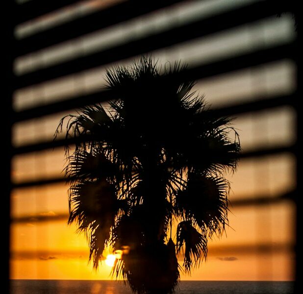 window with the view of silhouette of palm tree during orange sunset