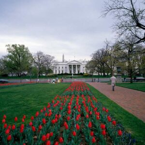 tulips-in-lafayette-park-across-from-the-white-house-washington-dc